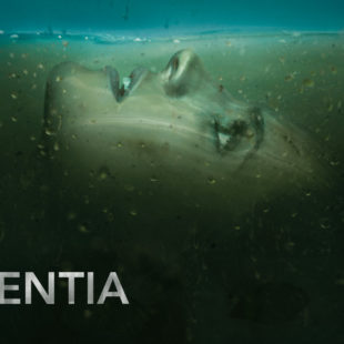 Absentia (2017-)